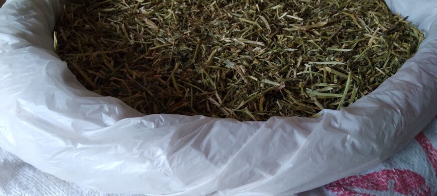 Alfa Alfa | Khushk Lusan | Hay | Alfalfa | Losan | Wanda | Dana
