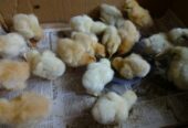 Golden Heavy Buff Chicks Available