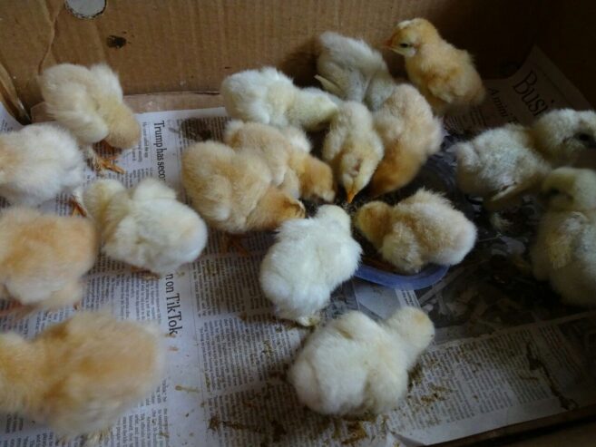 Golden Heavy Buff Chicks Available