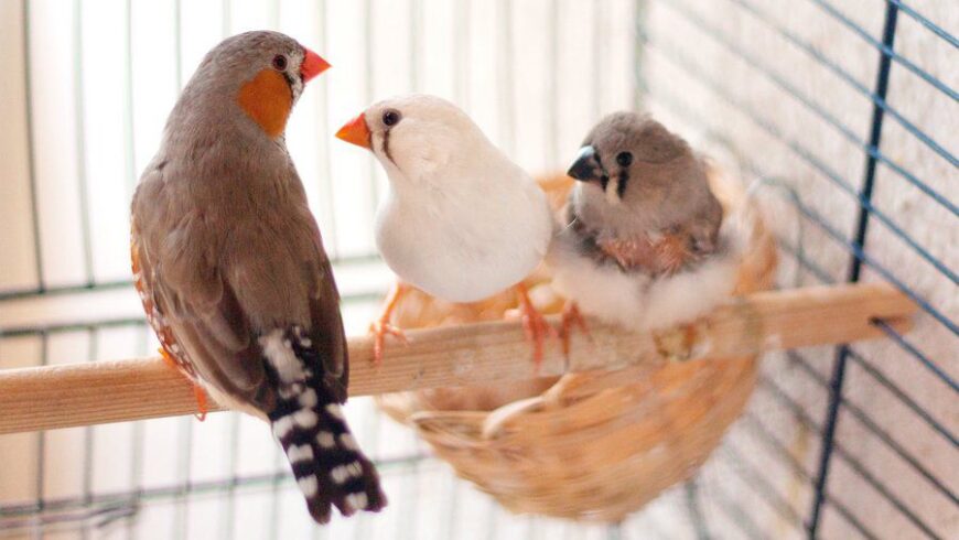 Finches