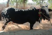 Bulls