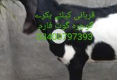قربانی 2025 کیلئے بکرے