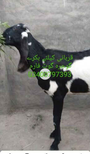 قربانی 2025 کیلئے بکرے