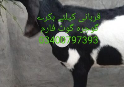 7e208456-434f-4815-8716-4c9b7caadf90