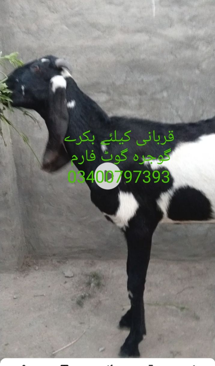 قربانی 2025 کیلئے بکرے