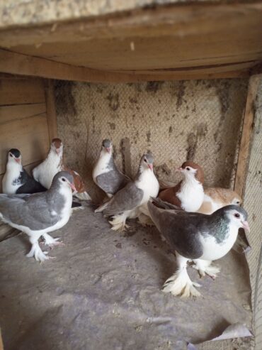 8 PCs sherazi for sale