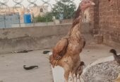 Aseel chicks for sale