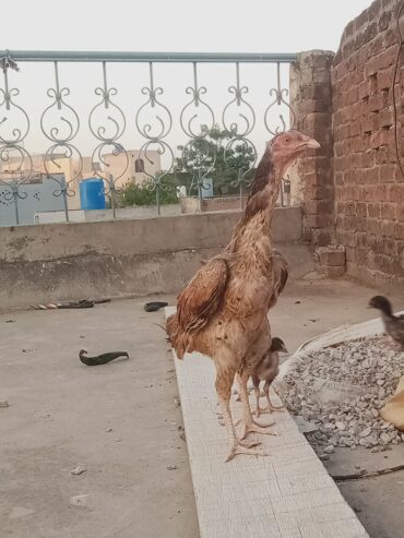 Aseel chicks for sale