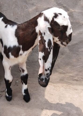 Beautiful Male age 2 months nearly