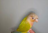 Tame Pineapple Conure for Sale – Friendly & Hand-Raised