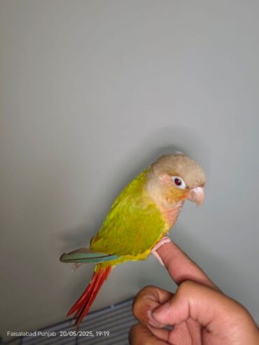 Tame Pineapple Conure for Sale – Friendly & Hand-Raised