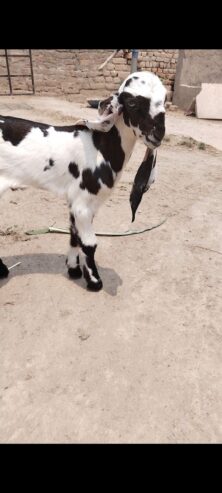 Beautiful Male age 2 months nearly
