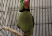Raw parrots pair for sale.