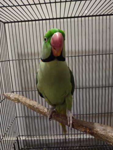 Raw parrots pair for sale.