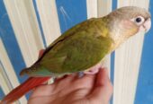 Free fly Hand Tame Parrot