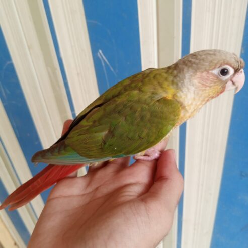 Free fly Hand Tame Parrot