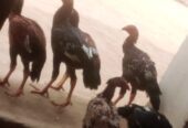 Aseel chicks