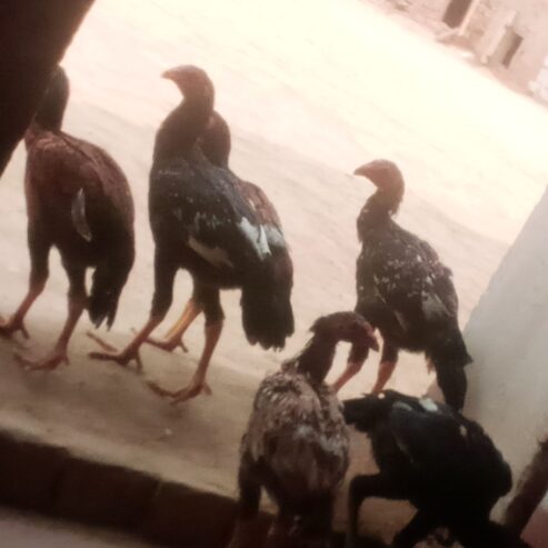 Aseel chicks