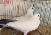 Pigeons