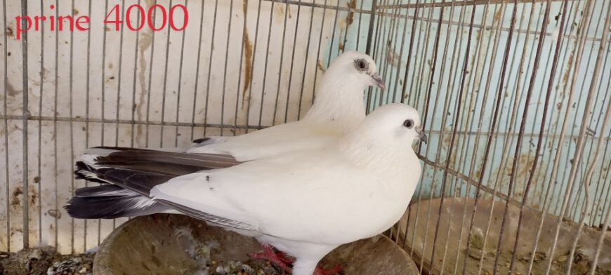 Pigeons