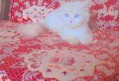 Persian Cat Female