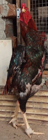 Old blood line. 11 wings