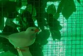 Albino hax pair