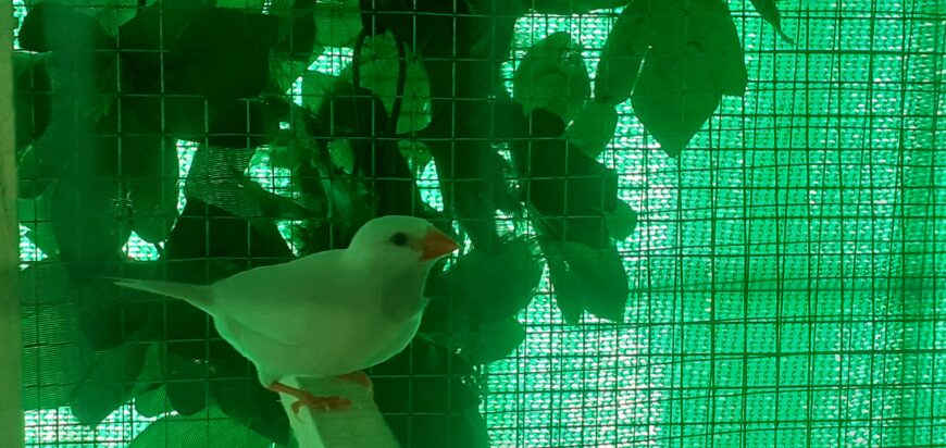 Albino hax pair