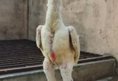 White shamoo yang Male for sale