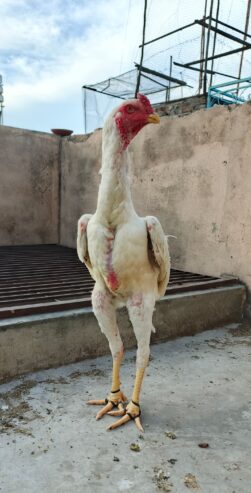 White shamoo yang Male for sale