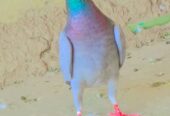 Blue bar male peigon