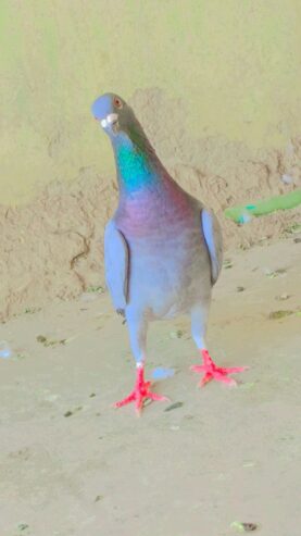 Blue bar male peigon