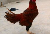 Aseel patha for sale