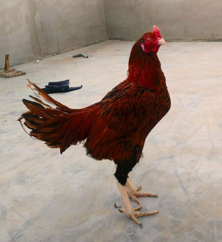 Aseel patha for sale