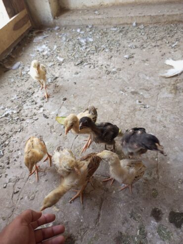 8 aseel checks for sale