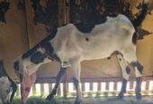 Desi bakra