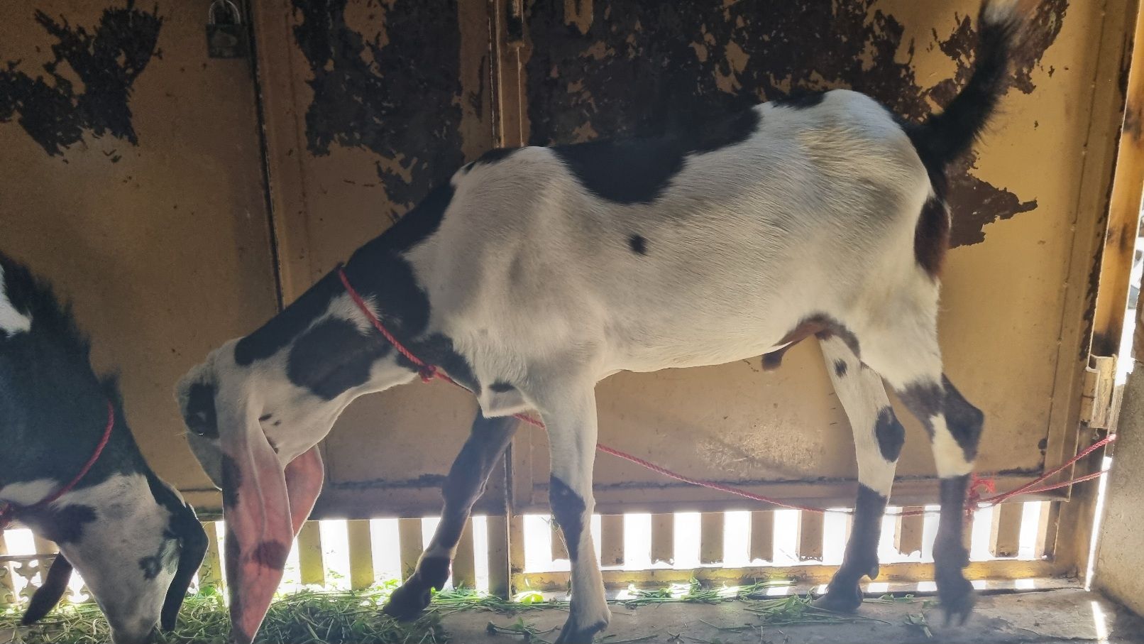 Desi bakra
