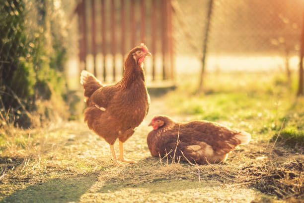 Golden mesri hen