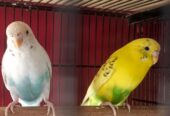 Budgie pair Neat and clear