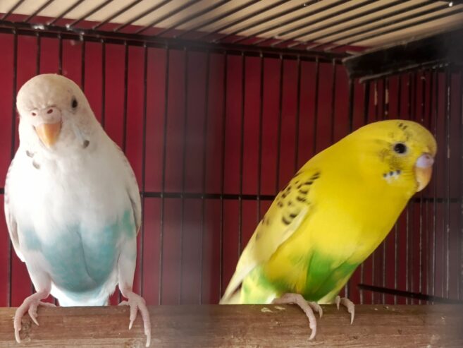 Budgie pair Neat and clear