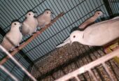 Male dove