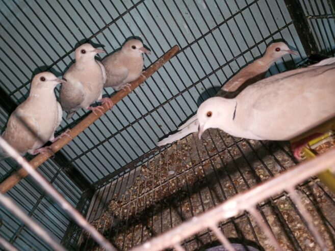 Male dove