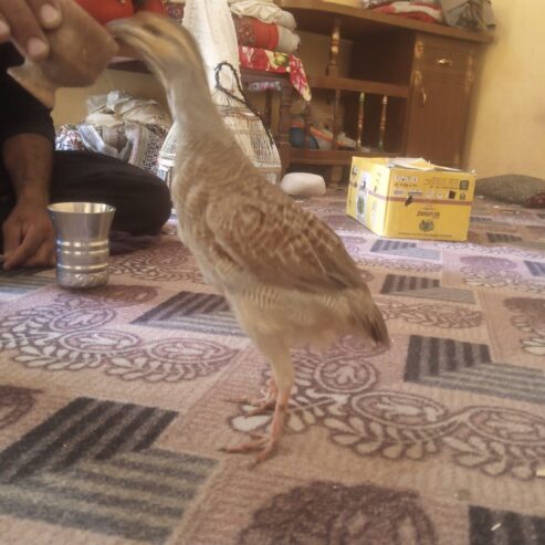 ساحل برڈز ہاؤس بھکرحر نسل کے تیتر دستياب ہیں کارگو آل پاکستان 🇵🇰 03117137985 wattsapp call03414841210