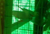 Albino hax pair