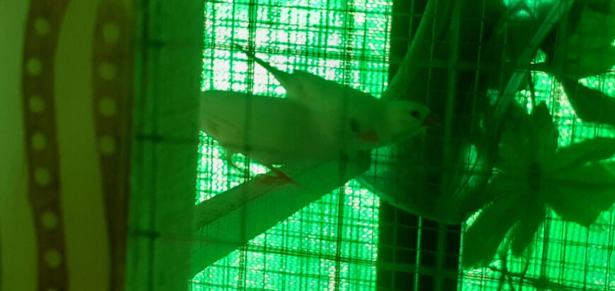 Albino hax pair