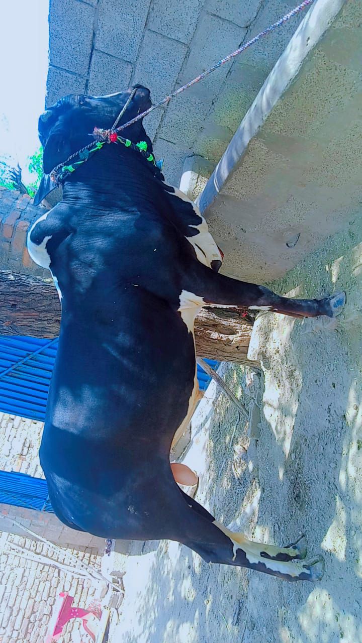Bull for sale 2 dant Desi bared for qurbani