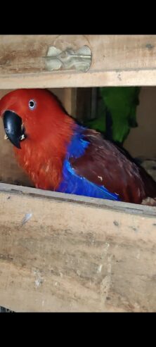 Eclectus parrot