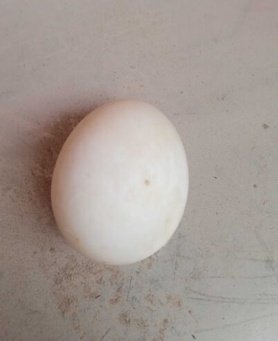 Duck eggs