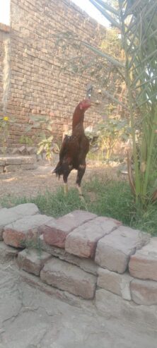 Pure Pakistani asell