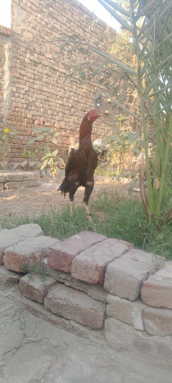Pure Pakistani asell